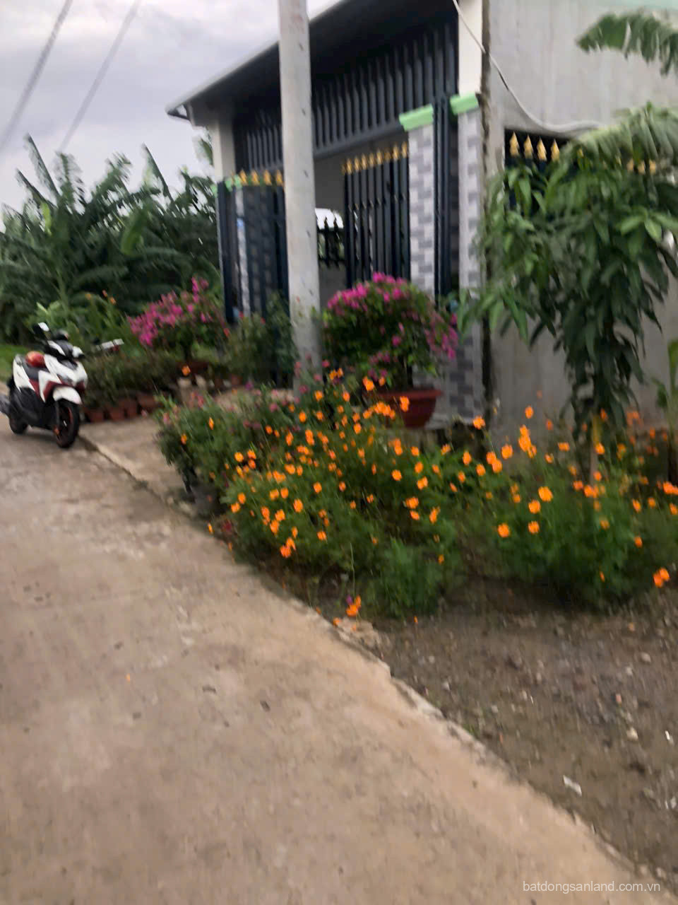 155m2 thổ cư đường beton 4m xã Phước Vân, Cần Đước giá 1,5 tỷ