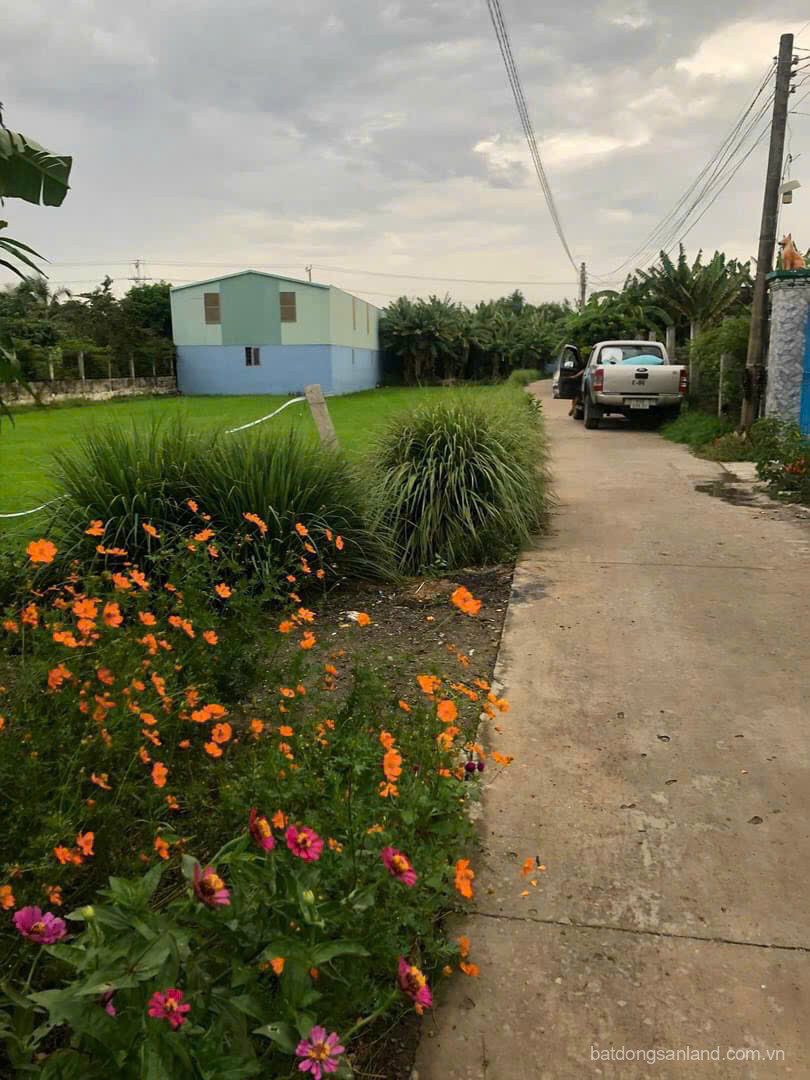 155m2 thổ cư đường beton 4m xã Phước Vân, Cần Đước giá 1,5 tỷ