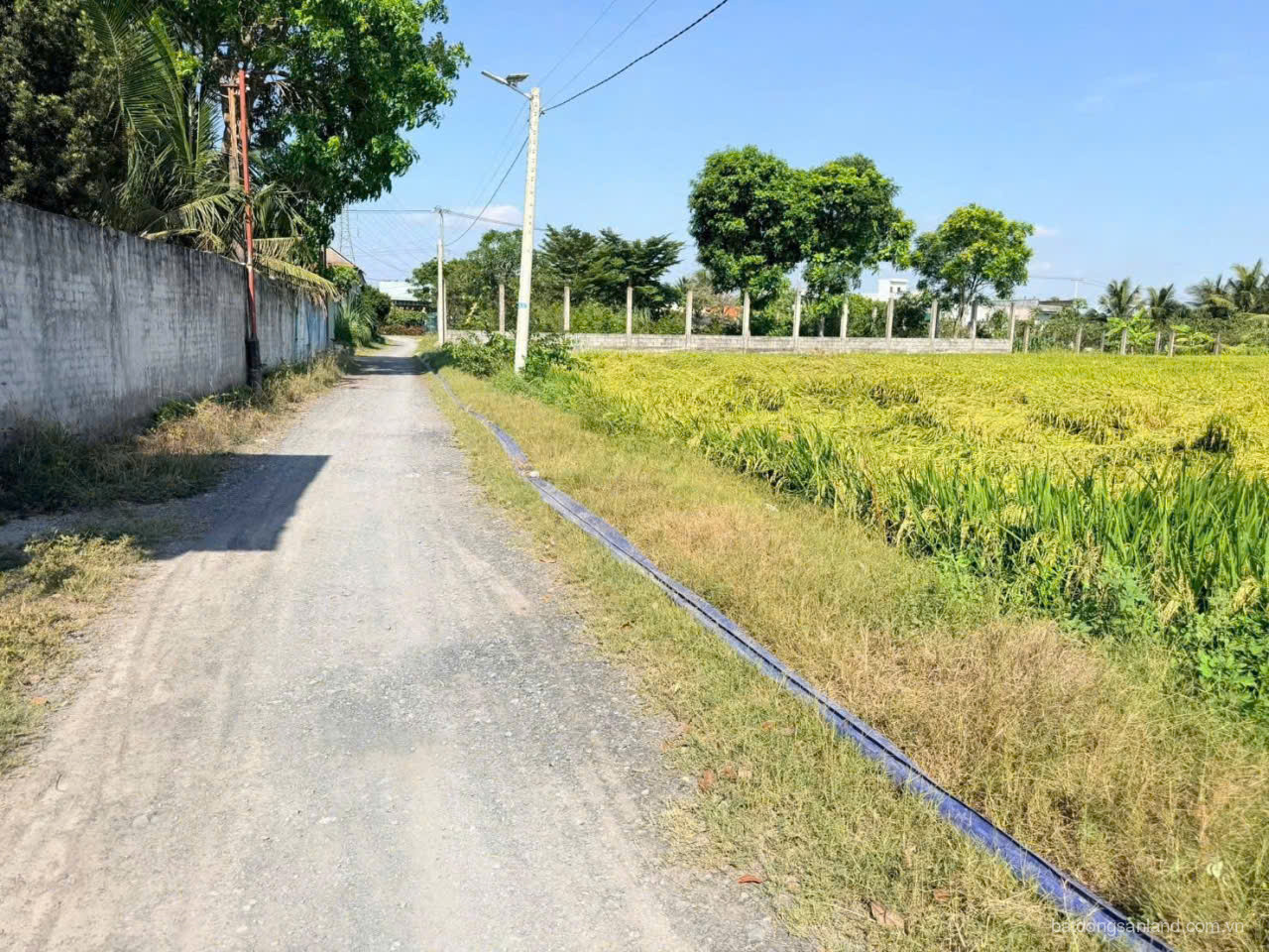 Bán đất lúa đường đá xanh xe tải xã Nhựt Chánh dt 3004m2 giá 4,85 tỷ